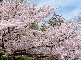 豊公園の桜