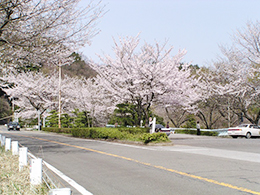 奥びわ湖パークウェイの桜