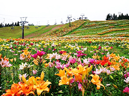 箱館山コキアパーク　ゆり園