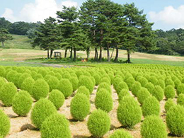 箱館山コキアパーク　コキア