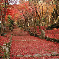 鶏足寺紅葉